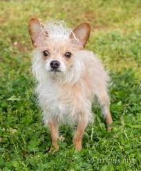 <p>each year, atlanta pet rescue helps around 1,000 animals, many that are abused, find a home. Dog Adoptions Dog Shelter Atlanta Furkids Georgia S Animal Rescue No Kill Shelter Dog Adoption Shelter Kittens Animal Rescue