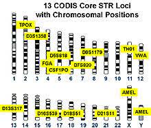 Combined Dna Index System Wikipedia A Enciclopedia Livre