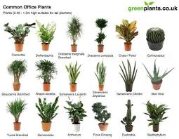 10 Houseplants That Can Purify The Air In Your House Best Office Plants Plants Indoor Office Plants
