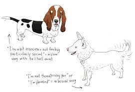 Why Dogs Have Tails Modern Dog Magazine