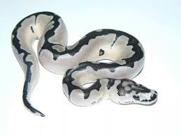 Axanthic Black Pewter Ball Python Tsk Axanthic Clown Heathers Herps Cute Snake Pet Snake Pretty Snakes