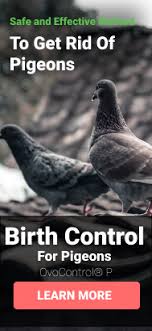 Pigeons like to land, roost, nest, and make a mess of your roof and they're not easy to get rid of. How To Get Rid Of Pigeons Overview Of All Available Solutions