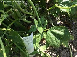 Check spelling or type a new query. Sustainable Market Farming Intensive Vegetable Production On A Few Acres
