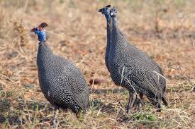 Guinea fowl pictures male and female. A Flock Of Helmeted Guineafowl Male And Females Stock Photo Picture And Royalty Free Image Image 129412373