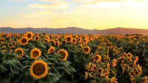 올림픽 최초 온라인으로 '팀코리아하우스' 운영. Sunflowers Move By The Clock Uc Davis