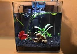 How many fluid ounces are in a 2.5 gallon container? Best Betta Tank Size The Wrong Size Can Kill Your Fish Fishlab