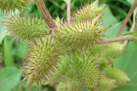 Image result for Xanthium