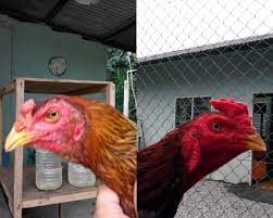 Ia bersempadan dengan daerah klang dan sepang. Ayam Sabung Laga Ahcai Langat Home Facebook