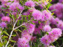 Image result for Acacia pentagona