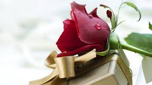 Free personalization android wallpaper by appsfree2014. Red Rose A Symbol Of Love Hd Desktop Wallpaper