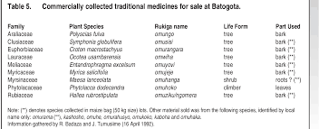 Image result for Millettia psilopetala