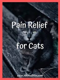 Natural Pain Relief For Cats Top 5 Foods And Supplements