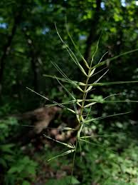 Image result for Daknopholis