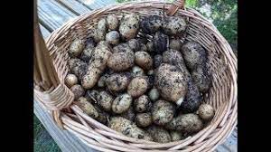 Check spelling or type a new query. German Butterball Potato Harvest 2018 Youtube