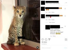 Check out his latest detailed stats including goals, assists, strengths & weaknesses and match ratings. How Instagram Celebrities Promote Dubai S Underground Animal Trade Laptrinhx