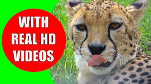 African Safari Animals For Kids Children Learn African Animals And African Wildlife Sounds African Animals African Jungle Animals Animals For Kids