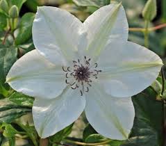 It also has three bloom cycles in our area. Clematis Pistachio Evirda Clematis Clematis Vine Showy Flowers