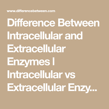 Difference Between Intracellular And Extracellular Enzymes L Intracellular Vs Extracellular Enzymes Enzymes Different Our Body