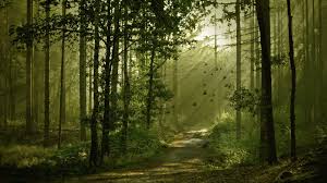 Nature rain wallpapernatural high definition beautiful wallpapers. 15 Nature Gif Hd Wallpapers Basty Wallpaper