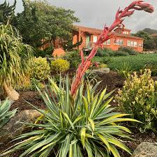 Image result for Beschorneria yuccoides