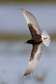 Photo Of The Week 8 14 May Birdguides Photos Of The Week Photo Bird Sightings