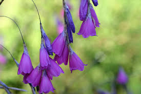 Image result for Dierama formosum × plowesii