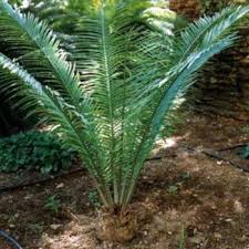 Image result for Encephalartos umbeluziensis
