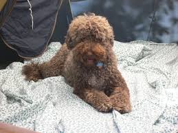 Is the portuguese water dog right for you? Portuguese Water Dog Hankinsonholmes
