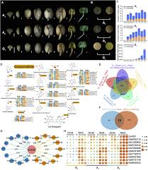 Image result for Gossypioides kirkii