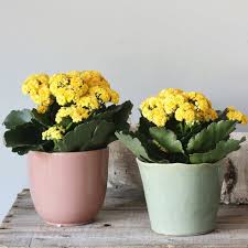 Image result for Kalanchoe calandiva