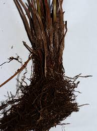 Image result for Amauropelta bergiana