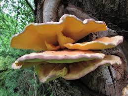 Clean the mushrooms with a damp cloth, and then either tear or chop them into small pieces. Chicken Of The Woods