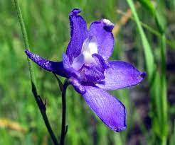 Larkspur For Leadership That Inspires With Charisma Enthusiasm Flower Essence Services