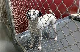Maybe you would like to learn more about one of these? Oxford Animal Resource Center Reaching Capacity For Dogs The Oxford Eagle The Oxford Eagle