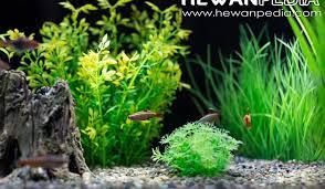Mengenai sistematikanya ada sedikit perdebatan, banyak orang mengklaim berdasarkan tempat asal, warna dan. 6 Tahap Membuat Aquarium Ikan Hias Air Tawar Hewanpedia