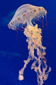 Aquarium Of The Pacific Stingray Fish Ocean Life Underwater Life