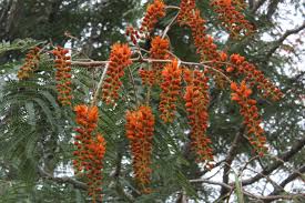 Image result for Colvillea