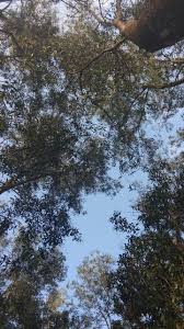 Find & download free graphic resources for background. Langit Rindang Langit Pohon Awan