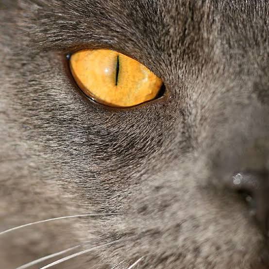 Cat's-Eye -