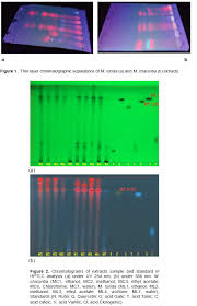 Image result for Eriocoelum microspermum