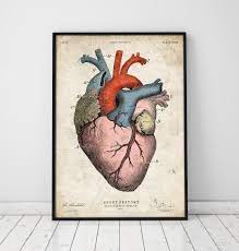 Conducts freshly oxygenated blood from the heart to the tissues. Anatomischer Herzkunst Anatomie Kunst Codex Anatomicus