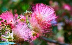 Image result for Albizia brevifolia