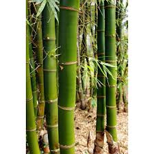 Image result for Bambusa vulgaris