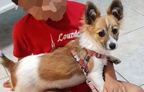 Adopter un chien à la spa (ou dans un autre refuge) est un acte généreux, mais il doit être réfléchi car il s'agit d'un engagement sur le long terme. Drole D Histoire Recuperee Par La Spa Une Chienne Expediee En Metropole Contre L Avis De Sa Proprietaire Imaz Press Reunion L Actualite De La Reunion En Photos