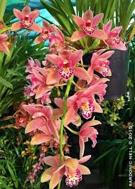 Beautiful Cymbidium Orchid Beautiful Cymbidium Orchid Orchideen Orchideen Garten Wachsende Orchideen
