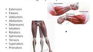 They begin under the gluteus. 3 1 Naming Muscles Youtube