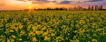 Together we can build a stronger province and make a positive contribution to the quality of life of all manitobans. Manitoba Travel Canada North America Lonely Planet