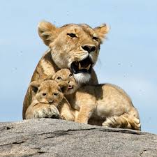 Geographicwild Wildlife Animals Animals Beautiful Cute Little Animals