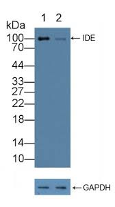 Primary antibodies are predominantly used in immunoassays such as elisa. Ide Western Blot Control Mybiosource