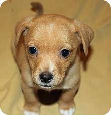 Our puppies are followed closely by our veterinarian. Pet Not Found Dog Adoption Puppies Puppy Adoption